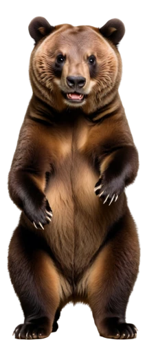 slothbear,grubba,tanuki,grek,bobinski,wilderotter,bobinska,wedag,otterlo,skadavy,nordic bear,debu,fat,chonggu,wombat,otterman,bearlike,mammal,bearmanor,beaver,Illustration,American Style,American Style 04