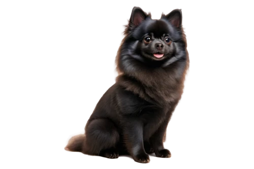 black german shepherd,belgian shepherd dog,black shepherd,german shepherd,german shepherd dog,melanism,elkhound,tervuren,wolstein,gsd,blackwolf,pet black,osita,derivable,ein,leonberg,pomeranian,kelpie,alsatian,old german shepherd dog,Illustration,Japanese style,Japanese Style 11