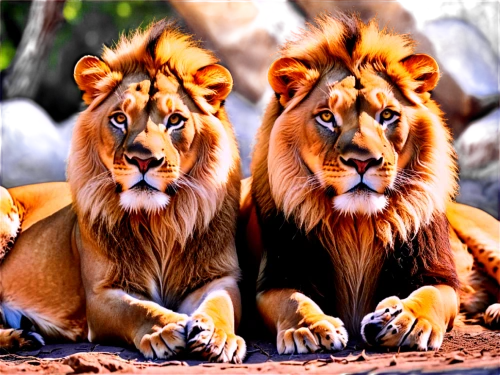 lions couple,male lions,lionesses,two lion,lion children,lions,leones,panthera leo,ligers,lion with cub,african lion,disneynature,lion father,tygers,persians,white lion family,stigers,abyssinians,male lion,leonine,Conceptual Art,Daily,Daily 24