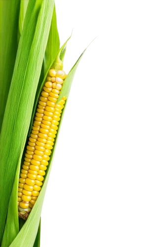 maize,corncobs,corn,corns,mycotoxins,cornhusker,sweetcorn,corn pattern,cecrops,corn ordinary,cornelison,ears of corn,oldcorn,aflatoxin,corncob,ornamental corn,biopesticide,kernels,playcorn,agribusinesses,Art,Classical Oil Painting,Classical Oil Painting 33