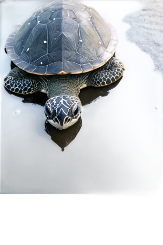 water turtle,terrapin,turtle,painted turtle,marsh turtle,turtletaub,tortuguero,trachemys,loggerhead turtle,land turtle,terrapins,turtle pattern,green turtle,tortue,tortoise,tortuga,caretta,sea turtle,tortugas,torti,Illustration,Paper based,Paper Based 20