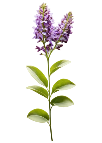 small-leaf lilac,vitex,liatris,flowers png,liatris spicata,hyssop,golden lilac,lilac orchid,vervain,common lilac,lavender flower,wild orchid,lilac flower,the lavender flower,miconia,persicaria,white lilac,heath orchid,glycine,lilac branch,Photography,Documentary Photography,Documentary Photography 35