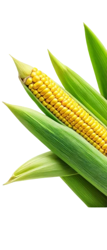 maize,corns,mycotoxins,corn,corncobs,forage corn,sweetcorn,corn pattern,agribusinesses,agropyron,agronomist,septoria,syngenta,cornhusker,cecrops,cornelison,corn ordinary,ornamental corn,wheat ear,green wheat,Conceptual Art,Sci-Fi,Sci-Fi 08