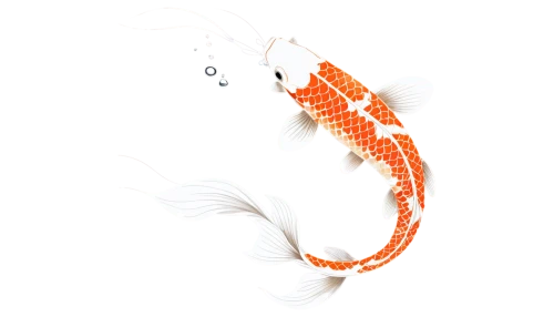 koi fish,koi,garridos,koi carps,krill,dragonfish,ornamental shrimp,mermaid vectors,koi pond,arowanas,goatfish,oarfish,artemia,squirrelfish,arowana,garrisoned,garriott,flabellina,tetrodotoxin,red fish,Unique,Design,Blueprint