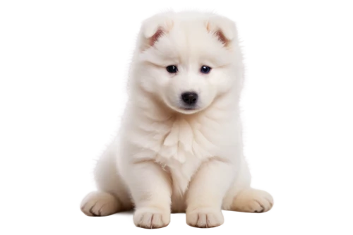 samoyedic,samoyed,white dog,atka,inu,jindo,shoob,kishu,sadaharu,suri,pyr,dog pure-breed,wolstein,hachiko,cute puppy,nanook,lycos,whitebear,osita,dog breed,Art,Artistic Painting,Artistic Painting 35