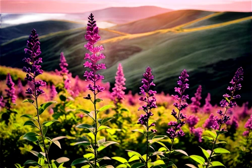 lupines,fireweed,foxgloves,mountain flowers,lupins,pedicularis,flower in sunset,mountain flower,salvia,bellflowers,lupine,sainfoin,rocket flowers,purple landscape,alpine flowers,willowherb,digitalis purpurea,agastache,the valley of flowers,aniakchak,Illustration,Black and White,Black and White 33