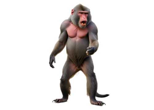 mandrill,baboon,mandrills,gigantopithecus,palaeopropithecus,apeman,macaque,gimlin,primitive person,hominoid,ardipithecus,prosimian,uakari,ape,skinwalker,hominick,werewolve,primate,homunculus,simian,Conceptual Art,Sci-Fi,Sci-Fi 22