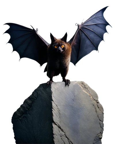 chiroptera,dutchbat,noctule,noctuid,myotis,tropical bat,bat,noctuidae,pipistrelle,fruit bat,pipistrellus,microraptor,torbat,batjac,fledermaus,cibinong,nocturnal bird,battallion,hipposideros,corbeau,Photography,Black and white photography,Black and White Photography 14