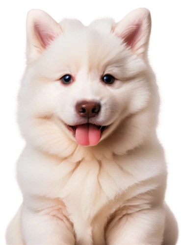 samoyed,samoyedic,shoob,inu,samoyeds,atka,white dog,whitey,sheeb,huichon,pomeranian,ein,bingbu,white cat,shibe,pet portrait,fluffernutter,dogana,shiba,huskic,Art,Artistic Painting,Artistic Painting 47