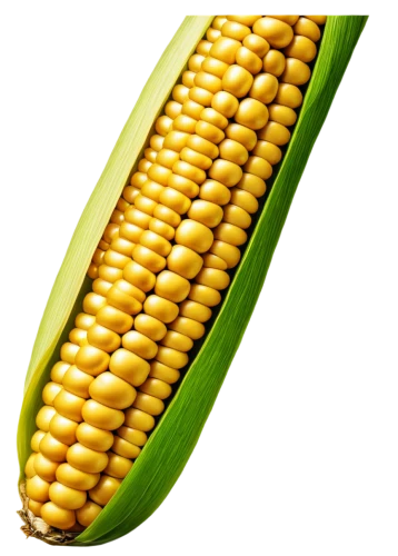 maize,corncobs,corn,cornhusker,corns,cornelison,corn pattern,playcorn,sweetcorn,corncob,oldcorn,corn ordinary,cornelisz,cob,corn on the cob,forage corn,cecrops,corneliszoon,mycotoxins,cartoon corn,Illustration,Retro,Retro 01