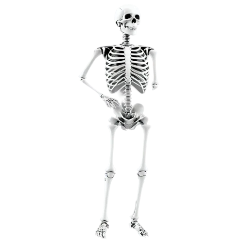skeletal,human skeleton,osteoporotic,skelemani,calcium,vintage skeleton,skeleton,osteoporosis,skeletal structure,skeleltt,skelly,spookily,osteopenia,doot,boneparth,xray,spook,skeletons,radiograph,osteopath,Photography,Documentary Photography,Documentary Photography 12