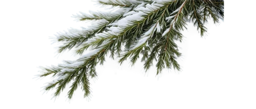 fir needles,fir tree decorations,spruce needles,snow in pine trees,fir-tree branches,fir branches,snow in pine tree,eastern hemlock,fir branch,spruce tree,blue spruce,fir tree,pine tree branch,nordmann fir,spruce trees,pine branch,evergreen trees,fir trees,coniferous,pine branches,Illustration,Abstract Fantasy,Abstract Fantasy 18