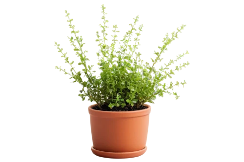 citronella,cherry sparkler fountain grass,stylidium,salsola,juncus,sweet grass plant,galium,epilobium,saliya,mediterranean baby's breath,panicum,rhipsalis,eleocharis,baby's breath,cyperus,tarragon,gaura,darwinia,garden cress,rotala,Illustration,Japanese style,Japanese Style 16