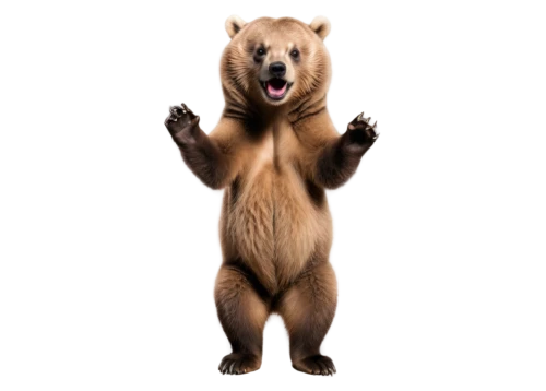 bearlike,scandia bear,bear,bearup,bearse,bearish,ursine,brown bear,bearmanor,bearman,nordic bear,cute bear,left hand bear,bearhart,forebear,european brown bear,great bear,ateles,bearss,bearishness,Illustration,Black and White,Black and White 14