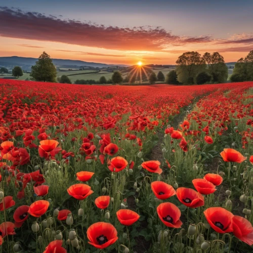 poppy fields,poppy field,field of poppies,red poppies,poppies,poppy flowers,flower field,red poppy,blanket of flowers,field of flowers,splendor of flowers,remembrance day,mohn,flowers field,lest we forget,flower meadow,poppy red,remembrance,blooming field,normandy,Photography,General,Realistic