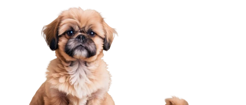 shih tzu,pekinese,cavalier king charles spaniel,brachycephalic,shih,yorkshire terrier,dogana,edgar,briard,portrait background,transparent background,puga,biewer yorkshire terrier,dog drawing,on a transparent background,dog frame,dog illustration,shih poo,long hair chihuahua,dog,Illustration,Retro,Retro 26