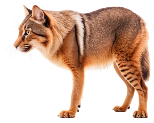 brambleclaw,caracal,thunderclan,abyssinian cat,riverclan,felidae,abyssinian,windclan,abyssinians,tigerstar,ringtail,bolliger,bengalensis,bubastis,catulus,treschow,british longhair cat,artiodactyla,breed cat,lynxes,Photography,Documentary Photography,Documentary Photography 19