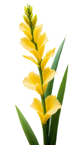 yellow orchid,pineapple lily,alpinia,yellow bell,snapdragon,yellow bell flower,gladiolus,yellow flower,pointed flower,flower wallpaper,citronella,gladiolas,palm lily,flower background,torch lily,flowers png,gladioli,palm blossom,yellow petals,yellow bells,Illustration,Retro,Retro 10