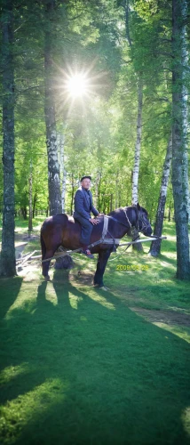 equitation,horsecar,horseback,horseriding,horse riding,horseback riding,weehl horse,trakehner,horsedrawn,compositing,horse drawn,epona,horse and rider cornering at speed,equestrianism,play horse,hay horse,horse running,jousting,galop,galloping