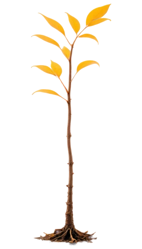 flourishing tree,small tree,sunroot,tree torch,tangerine tree,potted tree,growth icon,sapling,isolated tree,brachypodium,brown tree,maple bonsai,lonetree,a tree,resprouting,pachypodium,smaller tree,bare branch,branch,tree branch,Art,Classical Oil Painting,Classical Oil Painting 34