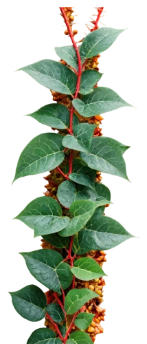 psychotria,splendens,alpinia,flame vine,lantern plant,burseraceae,phyllanthaceae,xanthorrhoeaceae,euphorbia splendens,chestnut tree with red flowers,ornamental plant,poinciana,moraceae,marantaceae,schefflera,ardisia,carpinifolia,climbing plant,pyronemataceae,red foliage,Illustration,American Style,American Style 03