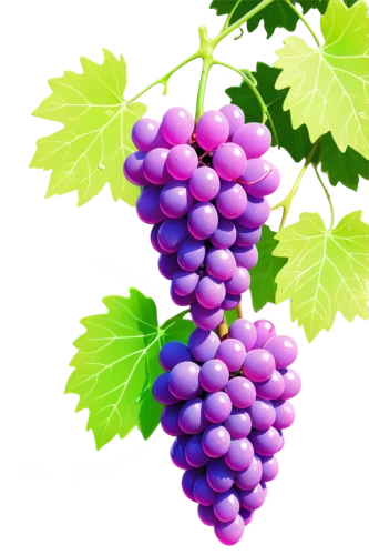 purple grapes,wine grape,grapes,winegrape,wine grapes,grape vine,grapevines,blue grapes,table grapes,bright grape,fresh grapes,cluster grape,red grapes,white grapes,grape,vitis,grape vines,green grape,vineyard grapes,grape bright grape,Conceptual Art,Sci-Fi,Sci-Fi 28