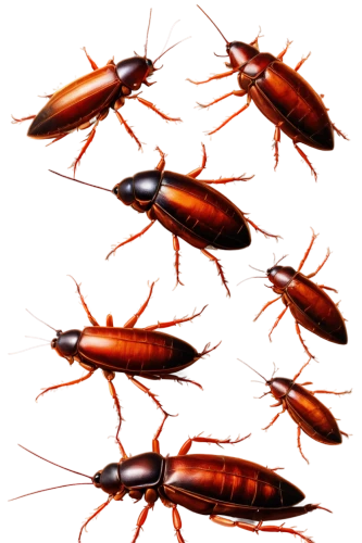 antineoplastons,apostolidis,multituberculata,oecomys,cockroaches,garridos,staphylinidae,pseudoscorpions,skeneidae,earwig,krill,firebugs,protoavis,pereiopods,gescartera,miniopterus,termite,ultracapacitors,decapods,centipede,Illustration,Black and White,Black and White 26