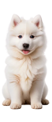 samoyed,shoob,samoyedic,white dog,inu,huichon,dogana,pomeranian,wedag,bingbu,dogrib,whitey,dog,petery,borga,mogridge,lefurgy,bork,unit,claneboye,Photography,Fashion Photography,Fashion Photography 05