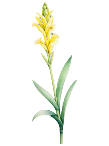 garden star of bethlehem,flowers png,pineapple lily,lutea,tuberose,platanthera,citronella,star of bethlehem,grass lily,halophyte,grass blossom,lomandra,solidago,spineflower,sweet grass plant,asparagaceae,yellow orchid,elven flower,asphodel,spikelets,Conceptual Art,Graffiti Art,Graffiti Art 11