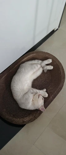 laundry basket,white cat,cat sleeping on back,bolster,cat crawling out of purse,catnap,sleeping cat,harness cocoon,shrimping,carpetbag,suara,gati,hanging cat,seat cushion,wicker basket,to sunbathe,siesta,handbasket,cat frame,roti