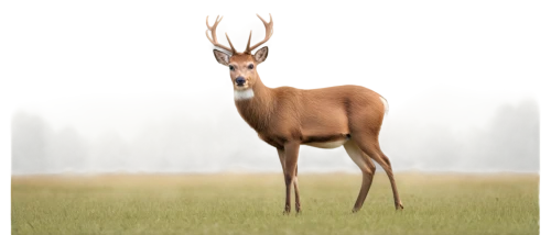 red-necked buck,male deer,european deer,huemul,white-tailed deer,dik,moschus,venado,kudu,antlered,pere davids male deer,whitetail buck,nilgai,x axis deer elk,roe deer,whitetail,deer,red deer,rehe,elk,Illustration,Abstract Fantasy,Abstract Fantasy 02