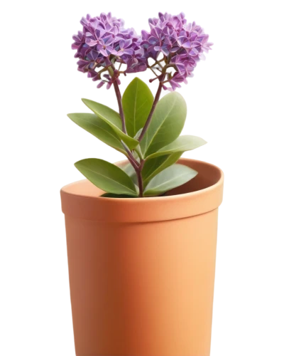 potted plant,small-leaf lilac,limonium,verbena,potted flowers,stylidium,pearl hyacinth,lilac flower,flower background,candytuft,hyacinthus,container plant,flowers png,auricula,tradescantia,flowerpot,valeriana,purple flower,kalanchoe,pink hyacinth,Illustration,Abstract Fantasy,Abstract Fantasy 21