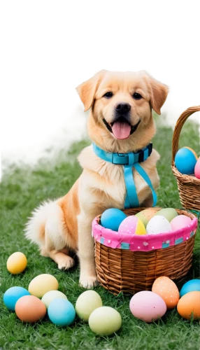 easter dog,easter background,happy easter hunt,easter basket,easter theme,easter bunny,happy easter,easter celebration,easter card,easter rabbits,cheerful dog,easter nest,easter décor,retro easter card,ostern,easter,egg hunt,easter baby,easter banner,easter festival,Illustration,Black and White,Black and White 29