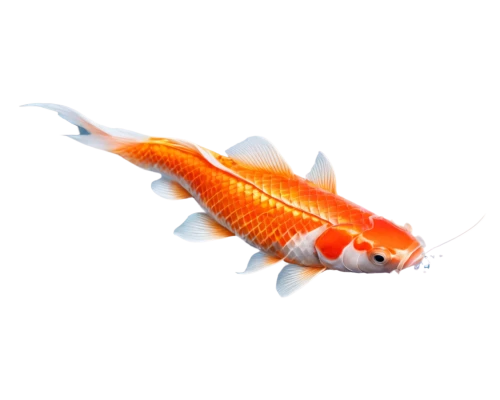 koi fish,koi,swordtail,dartfish,squirrelfish,arowanas,razorfish,guardfish,lanternfish,koi carps,red fish,hawkfish,snapfish,goatfish,garridos,finfish,playfish,devilfish,small fish,arowana,Conceptual Art,Graffiti Art,Graffiti Art 05