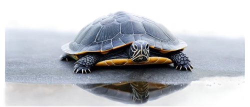 water turtle,turtle,land turtle,turtletaub,sea turtle,tortue,turtling,painted turtle,loggerhead turtle,aldabra,marsh turtle,terrapin,green turtle,caretta,trachemys,cooter,softshell,tortoise,half shell,leatherback turtle,Illustration,Black and White,Black and White 20