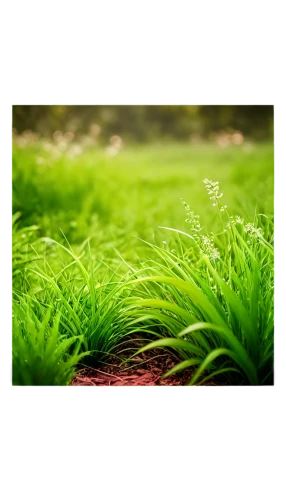 block of grass,moss landscape,grass,grasslike,gras,wheatgrass,green wallpaper,forest moss,cordgrass,green grass,grass grasses,grassy,wheat grass,beach grass,brick grass,green grain,aquatic herb,sphagnum,ricefield,moss,Photography,Documentary Photography,Documentary Photography 30