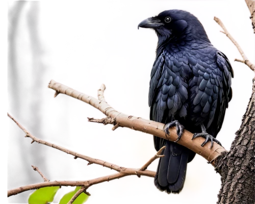 american crow,common raven,carrion crow,black vulture,pied currawong,red-tailed black cockatoo,drongo,jackdaw,corvidae,common black hawk,black raven,currawong,black crow,corvids,kaffir horned raven,black macaws sari,currawongs,gracko,hooded crow,blue buzzard,Photography,Documentary Photography,Documentary Photography 28