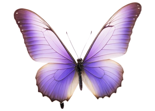 butterfly background,butterfly vector,butterfly clip art,blue butterfly background,butterfly isolated,butterfly lilac,isolated butterfly,light purple,morphos,butterfly,passion butterfly,purple,butterfly wings,butterly,pink butterfly,pale purple,aurora butterfly,ulysses butterfly,french butterfly,flutter,Photography,Artistic Photography,Artistic Photography 10