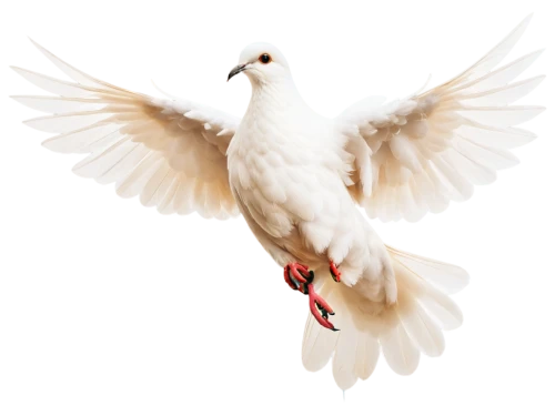 dove of peace,doves of peace,peace dove,white dove,white pigeon,white eagle,white bird,kagu,peacocke,fairy tern,bird png,dove,tern bird,tern,cygnes,white pigeons,royal tern,holy spirit,seagull,doves,Unique,3D,Modern Sculpture