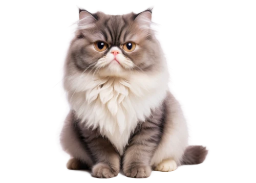 british longhair cat,himalayan persian,siberian cat,birman,british shorthair,cat vector,scottish fold,cartoon cat,graystripe,snowbell,cats angora,gray cat,breed cat,maincoon,bewhiskered,felino,cute cat,korin,miao,portrait background,Illustration,Children,Children 01