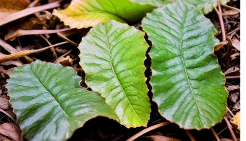 bicolor leaves,young leaves,nettle leaves,chestnut leaves,tobacco leaves,foliage leaf,leaves,thick-leaf plant,chestnut with leaf,acorn leaves,mandarin leaves,indian nettle,currant leaves,green foliage,acalypha,dry leaves,chestnut leaf,leaf veins,the leaves of chestnut,young leaf,Illustration,Black and White,Black and White 26
