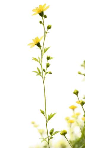 fennel flower,solidago,groundsel,crepis,citronella,hieracium,ragwort,camomile flower,chamomile,lysimachia,sunflower lace background,small sun flower,camelina,meadow plant,yellow cosmos,goldenrod,tanacetum,camomile,bedstraw,yellow petals,Photography,Documentary Photography,Documentary Photography 04