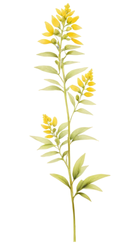 solidago,citronella,lysimachia,flowers png,menziesii,goldenrod,platanthera,groundsel,late goldenrod,spineflower,giant goldenrod,pineapple lily,officinalis,golden candle plant,panicle,fulvescens,camelina,crepis,officinarum,goldenrod tea,Illustration,Paper based,Paper Based 21