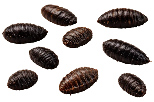 pupae,varroa,trilobites,millipedes,chestnut pods,myriapods,cockles,isopods,pine cone pattern,oecomys,pine cone,fir cone,stereocilia,pupal,cardamon pods,cowries,cockroaches,marine gastropods,millipede,pinecone,Photography,Fashion Photography,Fashion Photography 06