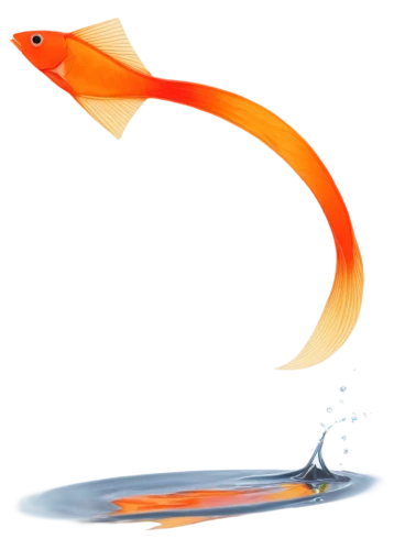 koi fish,koi,flaming torch,fire and water,flame spirit,fish in water,koi carps,guardfish,firespin,dartfish,feather on water,koi pond,swordtail,dragonfish,garridos,firedancer,red fish,needlefish,arowana,goldfish,Illustration,Vector,Vector 10