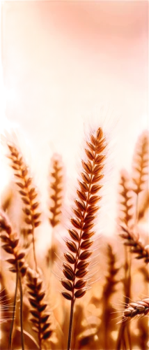 wheat grasses,strands of wheat,dune grass,grasses in the wind,wheat fields,wheat grain,wheat field,wheat crops,reed grass,grasses,strand of wheat,elymus,hare tail grasses,feather bristle grass,dried grass,sedges,poaceae,wheat ear,beach grass,wheat,Illustration,Realistic Fantasy,Realistic Fantasy 40