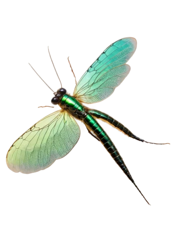 dragonfly,green-tailed emerald,banded demoiselle,odonata,adonis dragonfly,spring dragonfly,damselfly,chryssides,pseudagrion,aurora butterfly,dragonflies,butterflyer,winged insect,caudipteryx,gonepteryx rhamni,glass wings,windhover,gescartera,pipala,viriathus,Photography,Artistic Photography,Artistic Photography 10