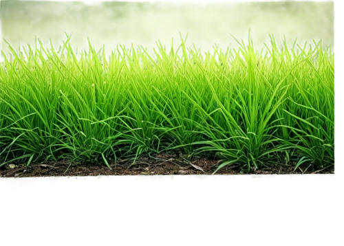 ryegrass,wheat germ grass,wheatgrass,cordgrass,block of grass,ricefield,aaaa,zoysia,quail grass,paspalum,aaa,gras,grass,wheat grass,green wallpaper,grass grasses,rice plantation,rice field,rice cultivation,green grass,Photography,Black and white photography,Black and White Photography 06