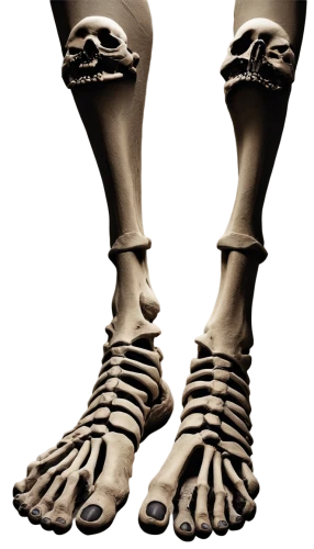 hindfeet,foot model,metatarsals,tibia,metatarsal,osteological,human skeleton,tibialis,skeleton,sesamoid,skeletal,osteomalacia,foot,forelimb,metacarpals,prosthesis,osteopenia,prosthetics,tarsal,pliocene,Illustration,Realistic Fantasy,Realistic Fantasy 17