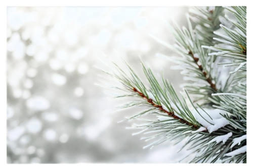 fir needles,snow in pine tree,snow in pine trees,fir-tree branches,fir tree decorations,fir branches,blue spruce,pine needles,evergreen trees,spruce trees,fir trees,fir tree,christmas snowy background,spruce needles,spruce tree,picea,coniferous,pine needle,snowflake background,frostiness,Photography,Documentary Photography,Documentary Photography 09